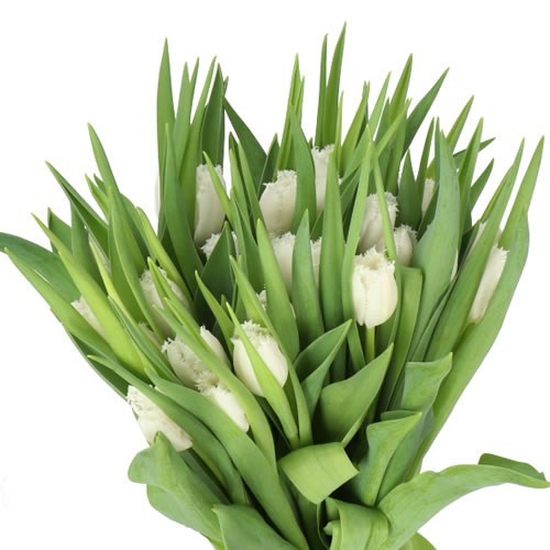 Tulips Honeymoon