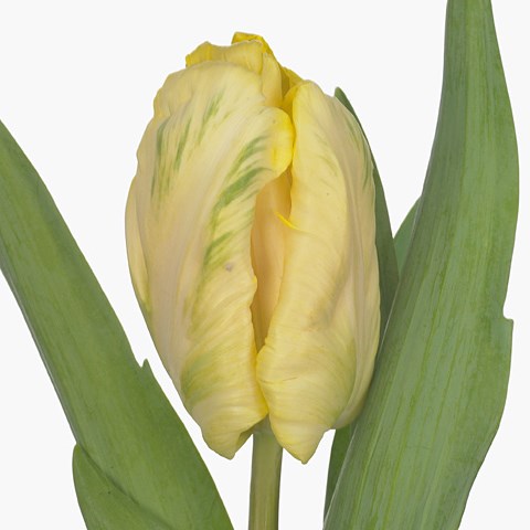 Tulips Honolulu (Parrot)