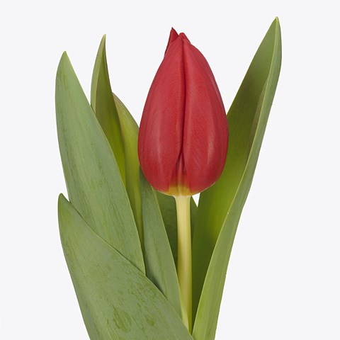 Tulips Hotspot