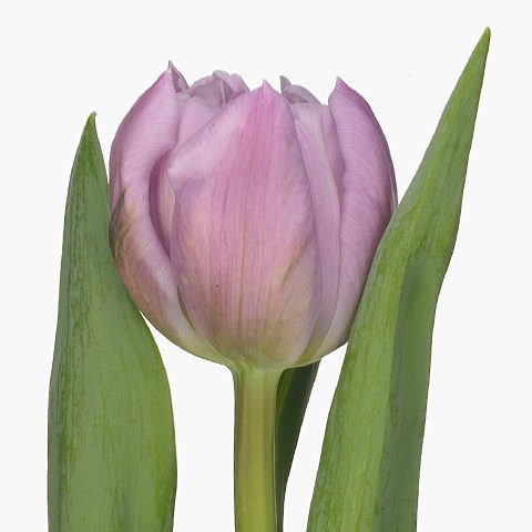 Tulips Hurricane