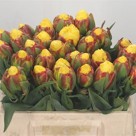 Tulips Ice Cream Banana 33cm | Wholesale Dutch Flowers & Florist Supplies UK
