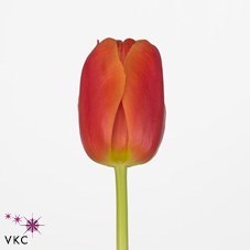 Tulips Icoon