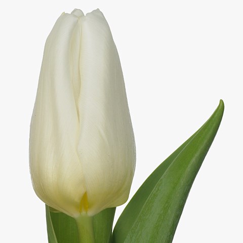 Tulips Iglo