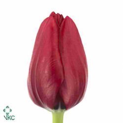 Tulips Ile De France