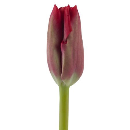 Tulips Ile De France