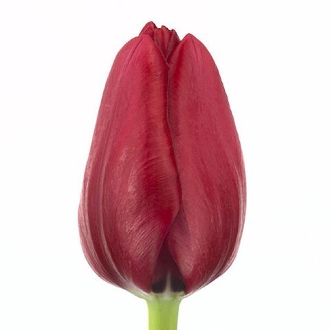 Tulips Ile de France