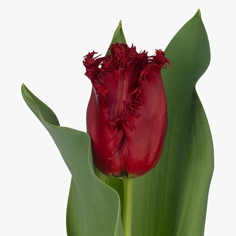 Tulips Indiana