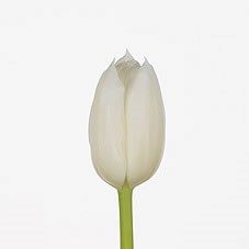 Tulips Inzell