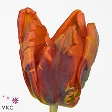 Tulips Irene (Parrot)