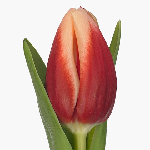 Tulips Jan Buis