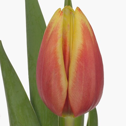Tulips Jan Seignette