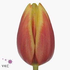 Tulips Jan Seignette