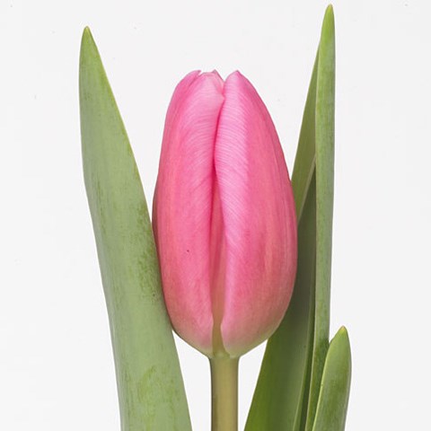 Tulips Jumbo Pink