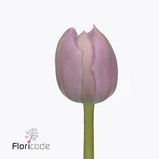 Tulips Katinka