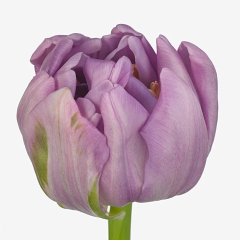 Tulips Kickstart