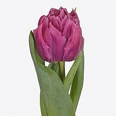 Tulips Kosada