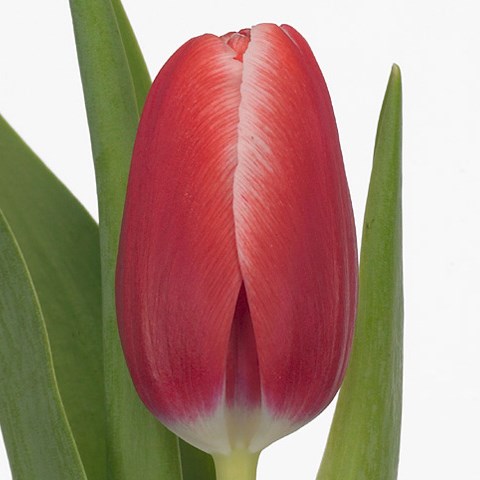Tulips Kung Fu
