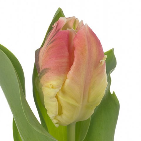 Tulips Lady (Parrot)