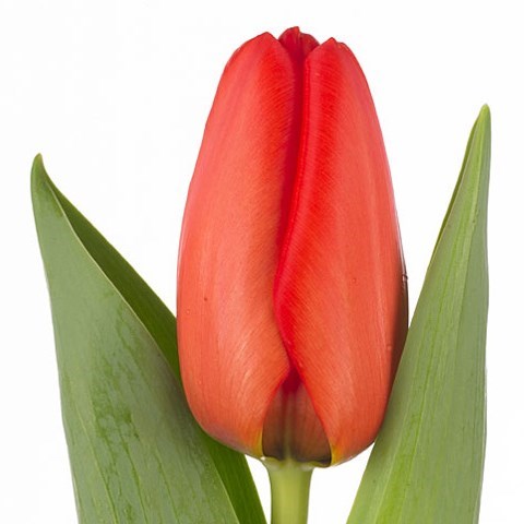 Tulips Lalibela