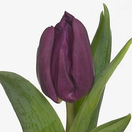 Tulips Laptop