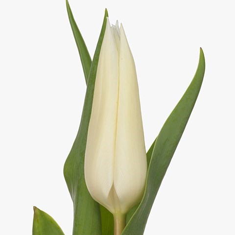 Tulips Le Tres Chic