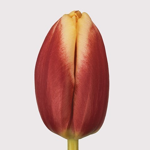 Tulips Leen Van der Mark
