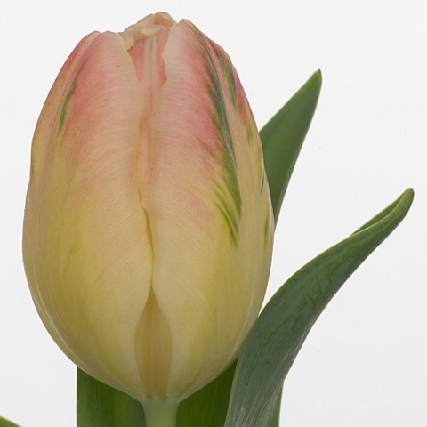 Tulips Libretto Parrot