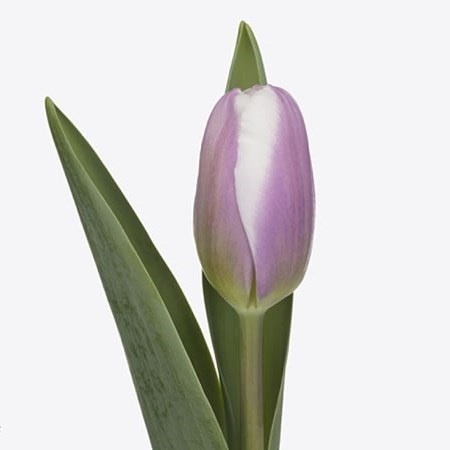 Tulips Librije