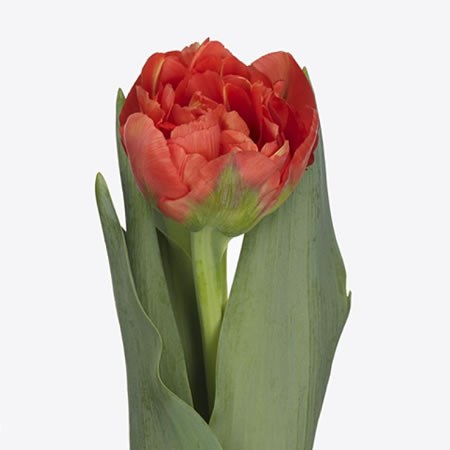 Tulips Limerick