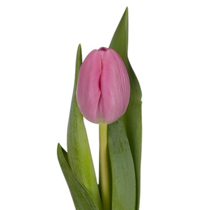Tulips Lincoln