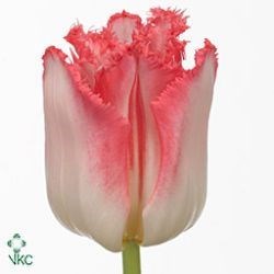 Tulips Lingerie