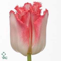 Tulips Lingerie