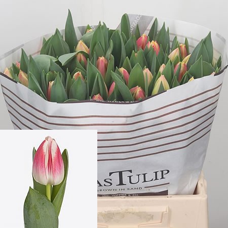 Tulips Lorely