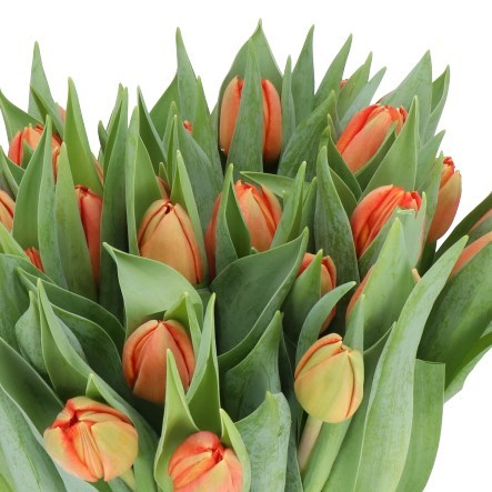 Tulips Lorenzo