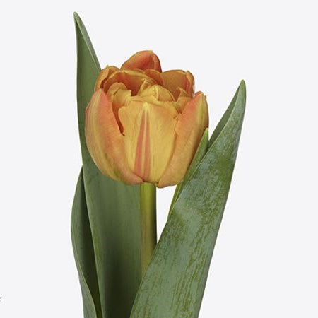 Tulips Lorenzo
