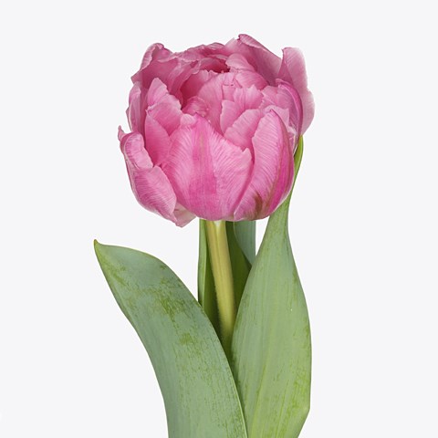 Tulips Maitresse