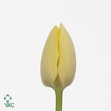 Tulips Malaysia