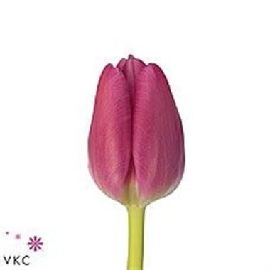 Tulips Marathon Champion