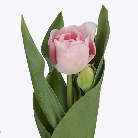 Tulips Mariage