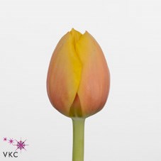 Tulips Marit