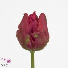 Tulips Marvel (Parrot)