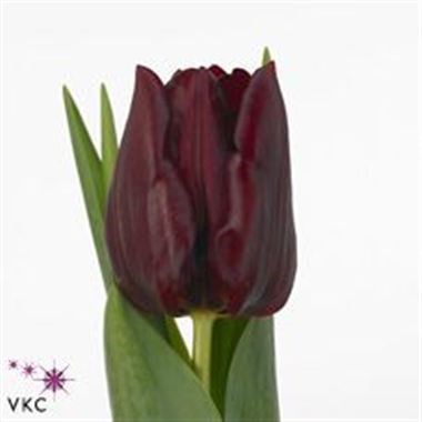 Tulips Mascara