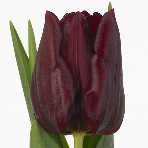Tulips Mascara