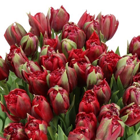 Tulips Mascotte Rouge