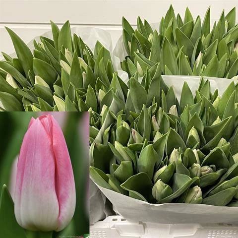 Tulips Memphis