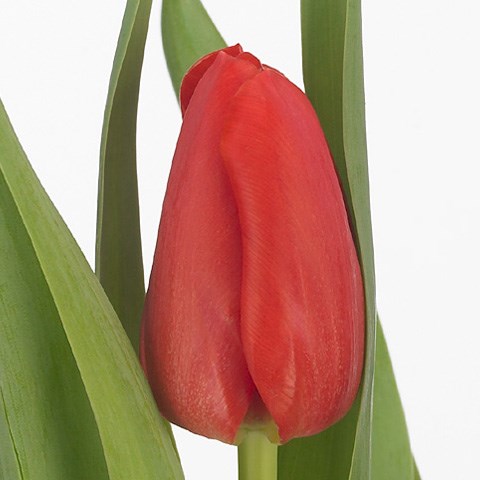 Tulips Merapi