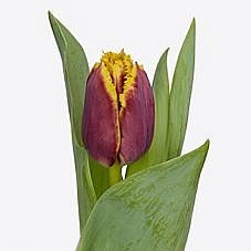 Tulips Mercure