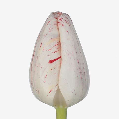 Tulips Merel Delight