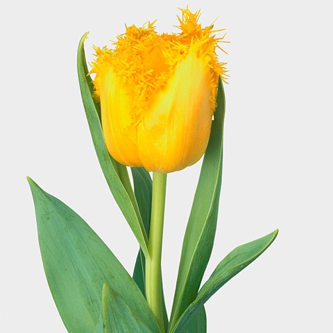 Tulips Mon Amour