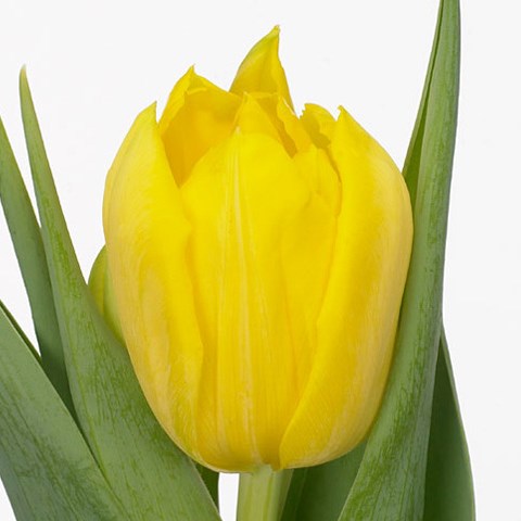 Tulips Monte Carlo